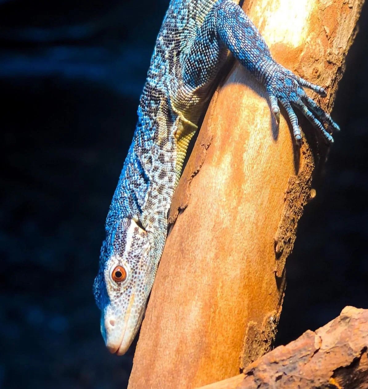 Blue tree monitor is a gorgeous lizard native to the tropical habitat of Batanta Island, Indonesia, and is highly sought after by reptile aficionados worldwide. This species is also known as the blue-spotted tree monitor with very bright sapphire blue.