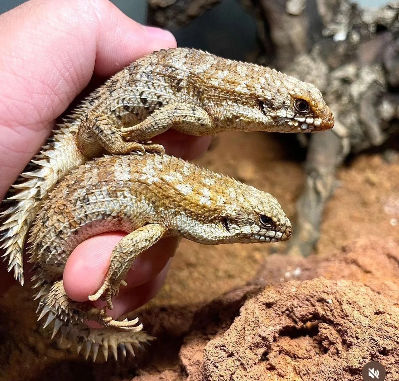 These beautiful captive bred skinks are originally from the woodlands of Australia. They have a wonderful beige color with smaller white areas and piercing red eyes, their head is short with a blunt snout, and its tail has elongated spines, which scares predators away. With adults reaching up to 14cm, they like feeding on crickets and small insects.