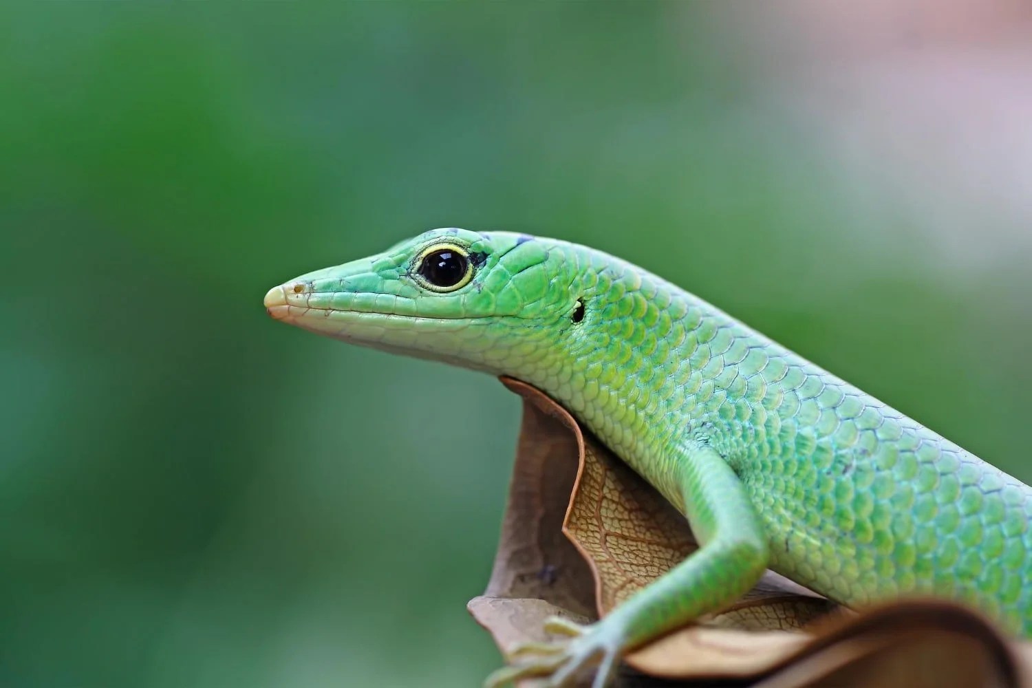 izards for sale, buy lizards online, monitor lizards for sale, skinks for sale, rare lizards for sale, exotic lizards for sale, pet lizards for sale, lizard breeder Europe, sungazer lizard for sale, blue tree monitor for sale, green tree monitor for sale, biak tree monitor for sale, armadillo girdled lizard for sale, varanus for sale