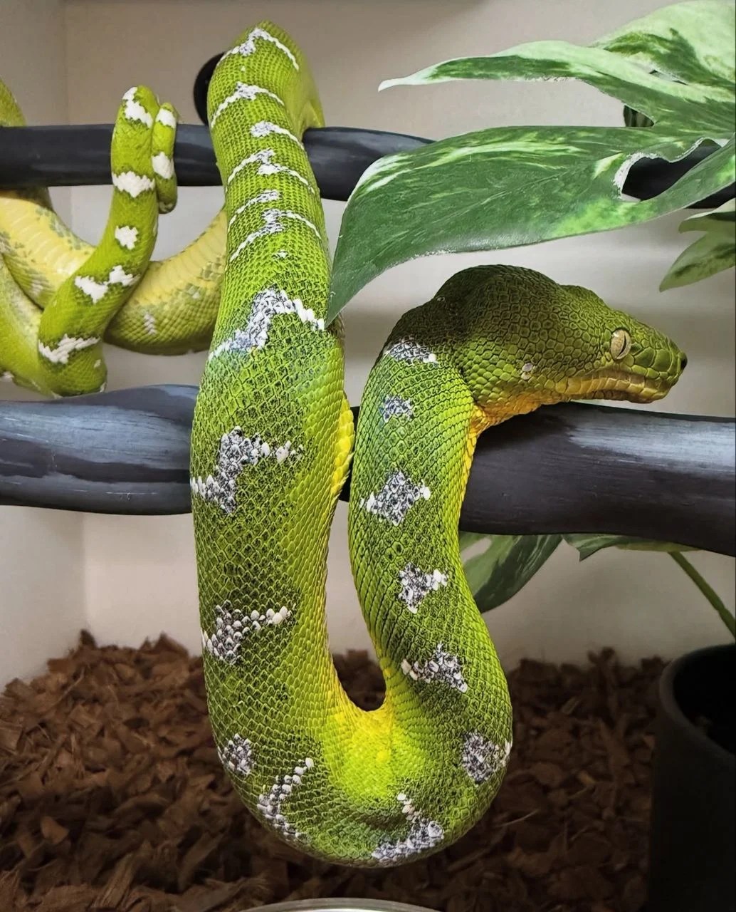 Emerald Tree Boa - Corallus Caninus